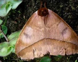 Polilla ojos de buho.