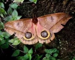 Polilla ojos de buho.