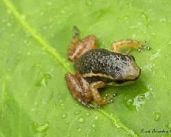 Hyloxalus infraguttatus