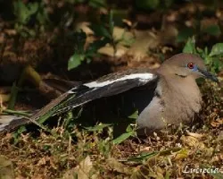 Paloma tomando el sol