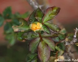 Gotas de lluvia en un boton