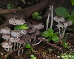 Despues de la lluvia