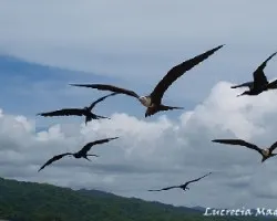 Vigilancia aerea de San Lucas