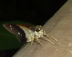 Mariposa