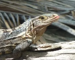 Iguana