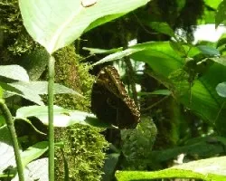 Mariposa - Morpho