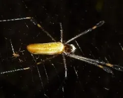 Araña