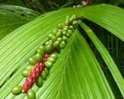 Fruta de una Palma