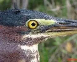 Butorides virescens acercamiento