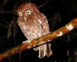 Megascops guatemalae
