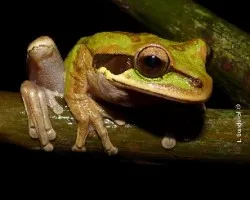 Smilisca phaeota