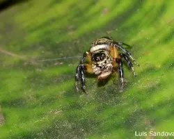 Salticidae comiendo