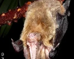 Murci