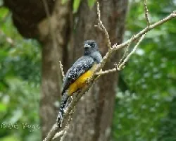 Trogon Violaceo