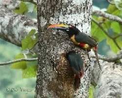 Pareja de Cusingos