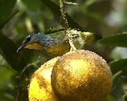 Picudo Patiamarillo