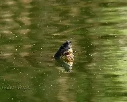Snorkel