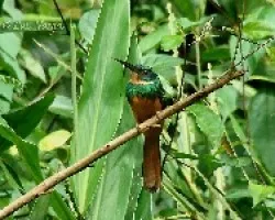 Galbula ruficauda