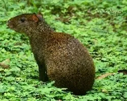 Guatusa