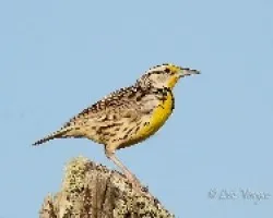 Sturnella magna