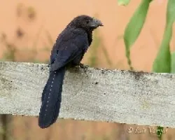 Tijo