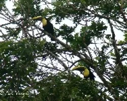 Ramphastos swainsonii