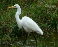 Ardea alba