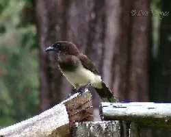 Cyanocorax morio