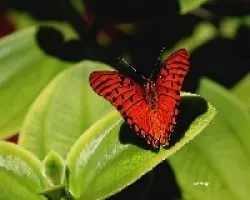 marpo