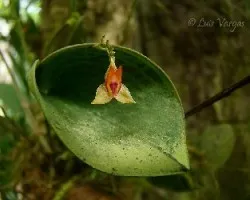 rarpeq