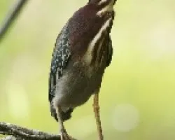 gv