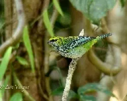 Tangara guttata