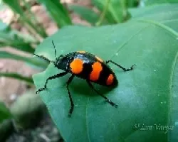 escararo