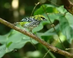 Tangara guttata