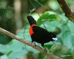 Ramphocelus costaricensis