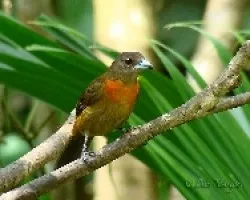 Ramphocelus costaricensis