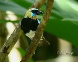 Tangara larvata