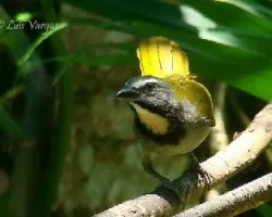 Saltator maximus