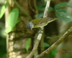Vermivora peregrina