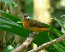 Ramphocelus costaricensis