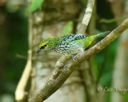Tangara guttata