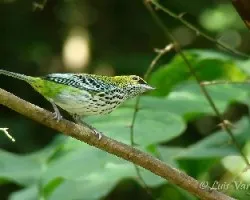 Tangara guttata