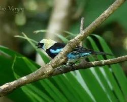 Tangara larvata