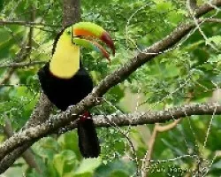 Ramphastos sulfuratus