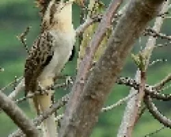 Tapera naevia