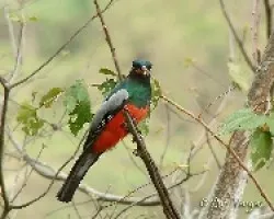 Trogon massena