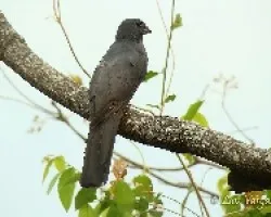 Trogon massena