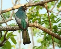 Trogon massena