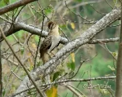 Tapera naevia