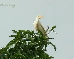 Bubulcus ibis